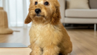 Harika Poodle puppy